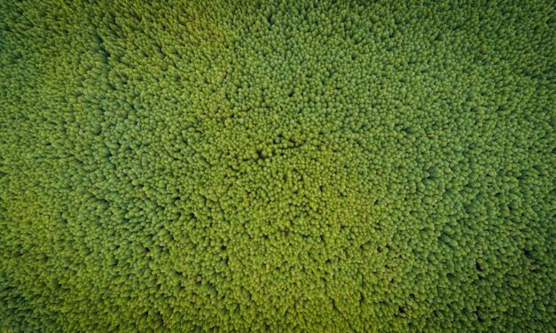 Nachhaltigkeit im Familienalltag: Praktische Tipps für einen grünen Lebensstil