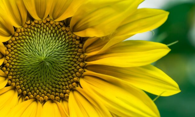 DIY-Frühlingsdeko: So einfach kannst du bunte Blumen basteln