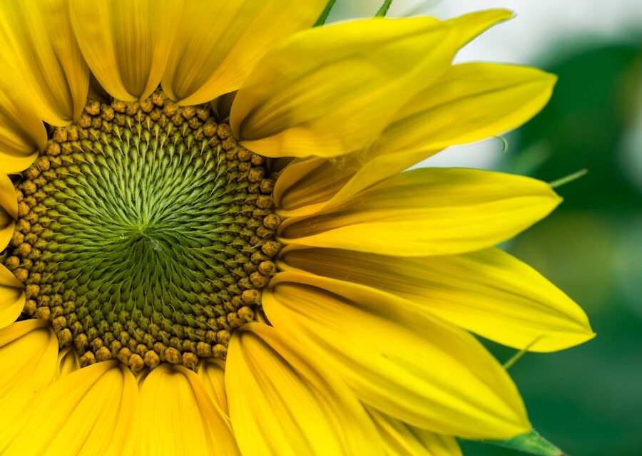 DIY-Frühlingsdeko: So einfach kannst du bunte Blumen basteln