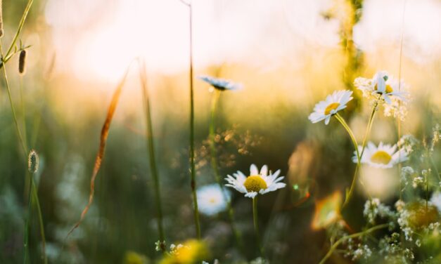 Frühlingsquiz für Schlaumeier: Herausfordernde Fragen und clevere Rätsel