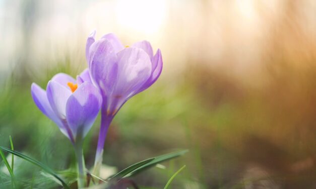 Naturmaterialien im Fokus: Die besten Ideen für Frühlingsbasteln