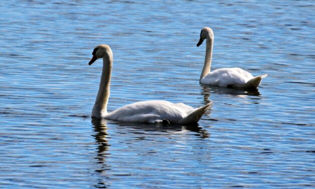 Familienwerte stärken: Wie Eltern ihre Kinder zu verantwortungsvollen Menschen erziehen