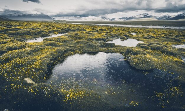 Picknick-Checkliste: Was Sie für ein perfektes Frühlingspicknick im Park brauchen