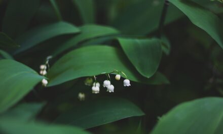 Kleine Dichter im Frühling: Gedichte über die Natur für den Kindergarten