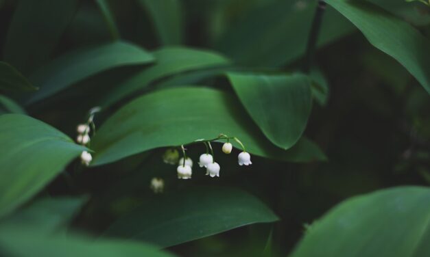 Kleine Dichter im Frühling: Gedichte über die Natur für den Kindergarten