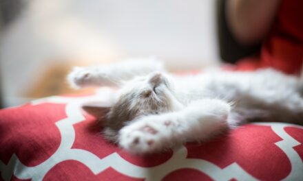 Osterhase basteln: Kreative Ideen für eine fröhliche Osterdekoration