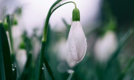 Von Schmetterlingen und Blütenpracht: Frühlingsgedichte für kleine Poeten