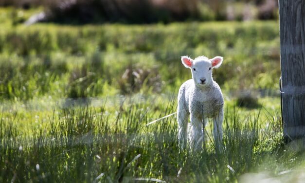 Kinder aufgepasst: Teste dein Wissen mit unserem Osterquiz!