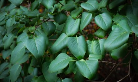 Familienabenteuer im Freien: Entdeckungsreisen mit Kindern im Sommer