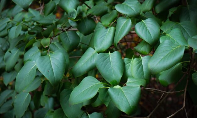 Familienabenteuer im Freien: Entdeckungsreisen mit Kindern im Sommer
