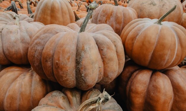 Halloween-Spaß im Freien: 5 Outdoor-Aktivitäten, die die ganze Familie begeistern werden