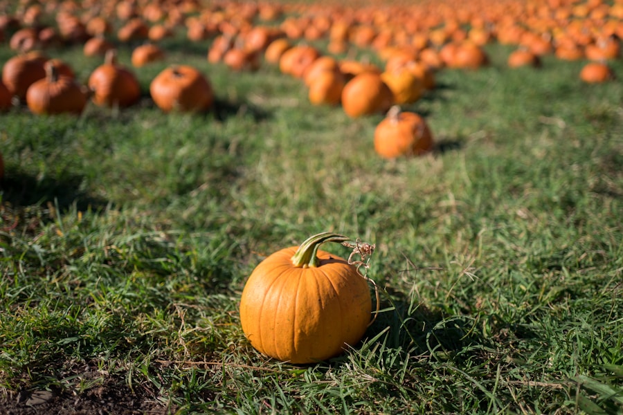 Familienzeit auf dem Kürbisfeld: Tipps für einen unterhaltsamen Herbsttag