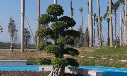 Der Weihnachtsbaum: Geschichte, Bedeutung und Traditionen