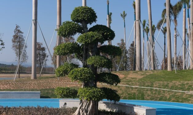 Der Weihnachtsbaum: Geschichte, Bedeutung und Traditionen